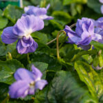 Parma Violet