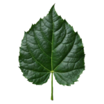 Patchouli Leaf