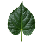 Patchouli Leaf