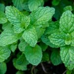 Peppermint