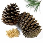 Pine