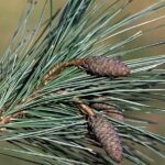 Pine Tree Needles