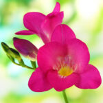 Pink Freesia