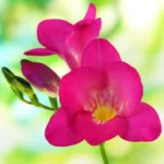 Pink Freesia