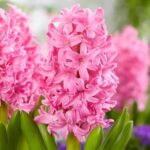 Pink Hyacinth