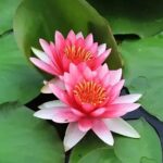 Pink Lotus