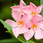 Pink Nerium Oleander