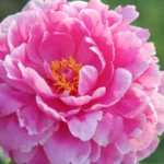 Pink Peony