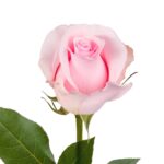 Pink Rose