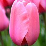 Pink Tulip