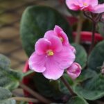 Pink Violet