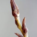 Poplar Buds