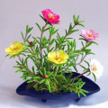 Portulaca Or Pigweed
