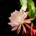 Queen Of The Night Flower