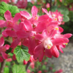 Red Currant Blossom