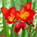 Red Freesia