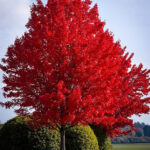 Red Maple