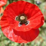 Red Poppy