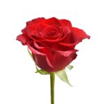 Red Rose