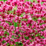 Red Thyme