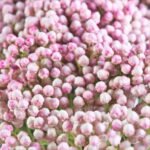 Rice Flower