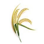 Rice Leaf
