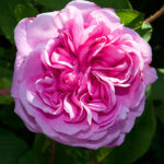 Rose De Mai