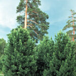 Siberian Pine