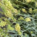 Sideritis
