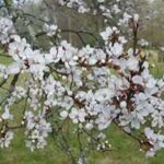 Silkwood Blossom