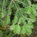 Silver Fir