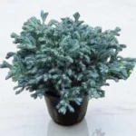 Silver Pine