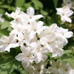 Spanish Jasmine