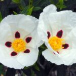 Spanish Labdanum