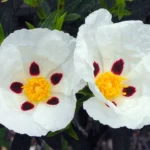 Spanish Labdanum