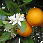 Sweet Orange