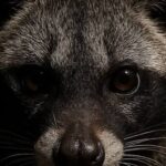 Synthetic Civet