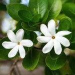 Tahitian Tiare Flower