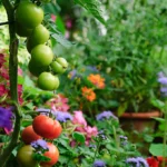 Tomato Flower