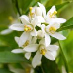 Tunisian Neroli