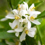 Tunisian Neroli