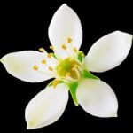 Tunisian Orange Blossom