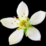 Tunisian Orange Blossom