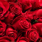 Turkey Red Rose