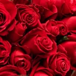 Turkey Red Rose