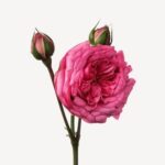 Turkish Rose