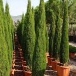 Tuscan Cypress