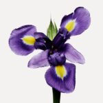 Tuscan Iris