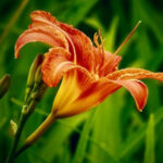 Tyger Lily