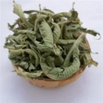Verbena